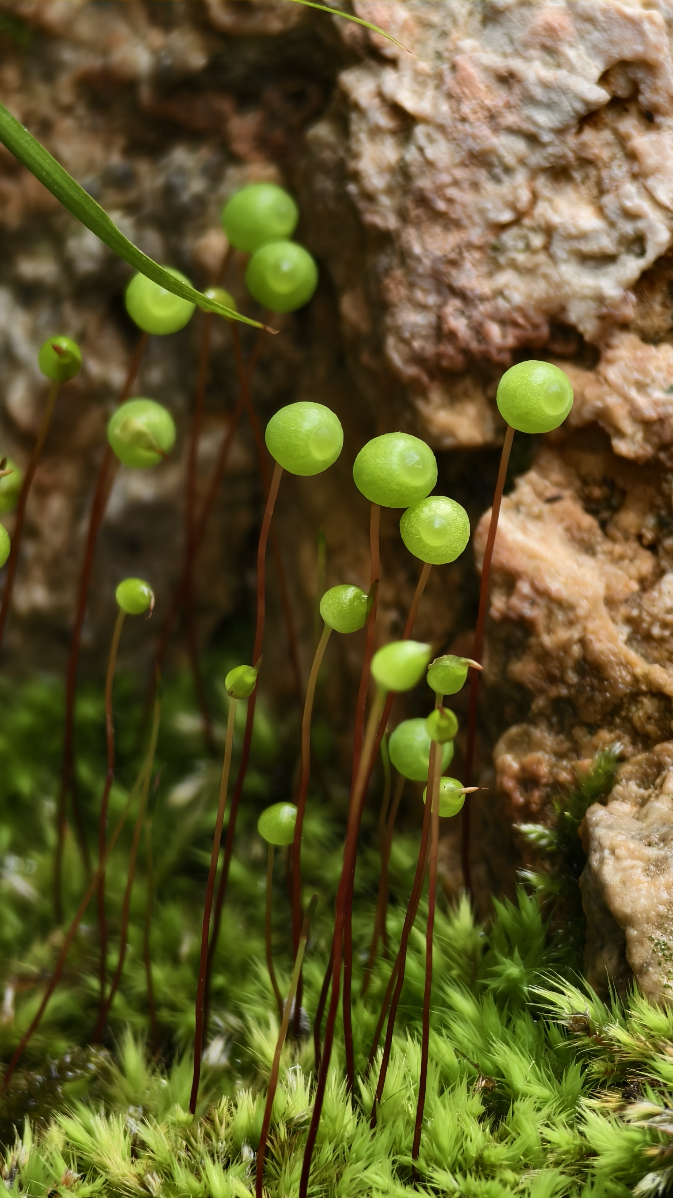 苔藓孢子特写